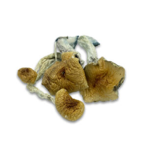 white rabbit mushroom​ Corvallis OR