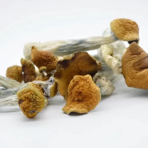Burma Magic Mushrooms In Oregon