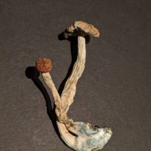 Buy Mazatapec Mushroom in Oregon