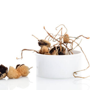 liberty caps mushrooms eugene OR