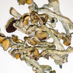 Cambodian Gold Mushroom​ In Oregon