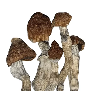 Koh Samui mushroom Portland