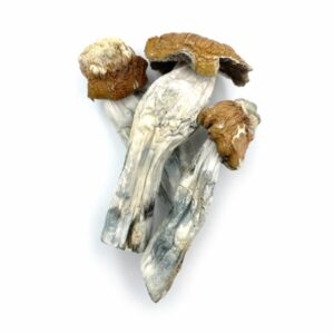 Buy Tidal Wave Mushrooms Denver CO