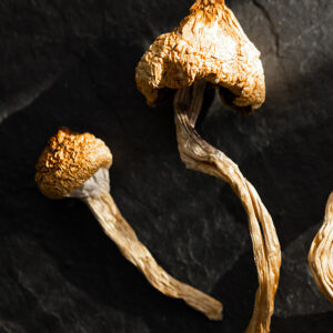 Baby Ape raw mushrooms – small Albino Penis Envy mushrooms with distinctive pale caps and stems