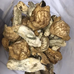 Dried Magic Mushrooms 5g